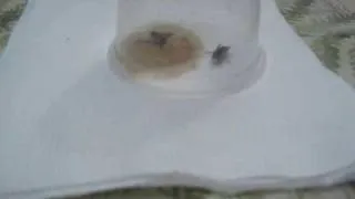 2bugs 1cup