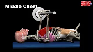 Build Your Best Chest