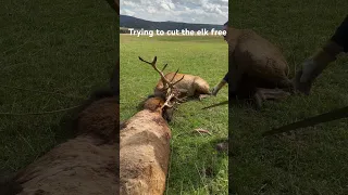 Trying to cut the elk free Part 1. It was very intense 💔 #elk #bullelk #hunting #ranch #ranchlife