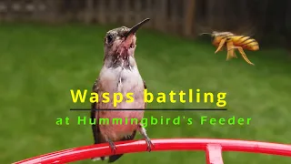 Wasps battling at Hummingbird's Feeder