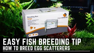 How to Breed Egg Scattering Fish Easily - Hang on Breeder Box Setup