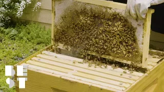 A Bee Farm Exists Among the Sky Scrapers of NYC | Best Products