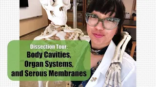Body Cavities, Organs, and Serous Membranes