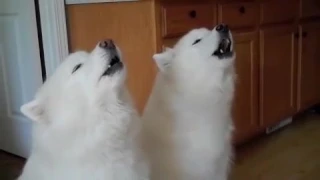 Samoyeds Howl Along to 'Happy Birthday'