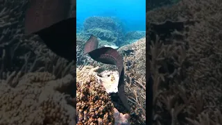 Giant Moray eel