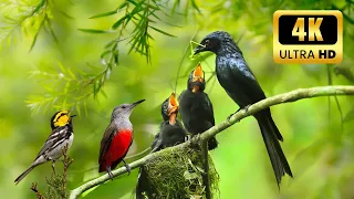 Relax in Cozy Forest Nook with Birds🕊️ Birds for Cats to Watch😻10 hours 4K HDR