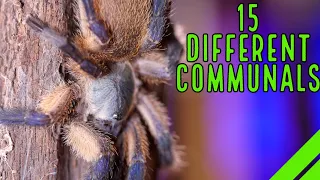 My Communal Enclosures - Tarantulas, Scorpions, Assassin Bugs