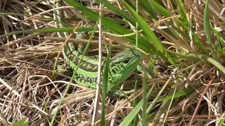 Останній динозавр у саду - ящірка прудка | Lacerta agilis |