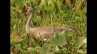 The Life History of the Florida Sandhill Crane by Steve Nesbitt