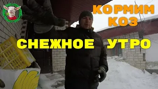 Снежное утро, кормим коз