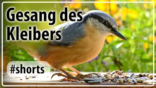 Gesang des Kleibers - Vogelgezwitscher #Shorts