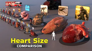 Heart Size  3D Comparison 2023