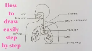 How to draw diagram of human Respiratory system easily - step by step