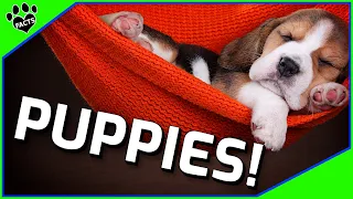 Top 10 Interesting Facts About Puppies You Need to Know! Dogs 101