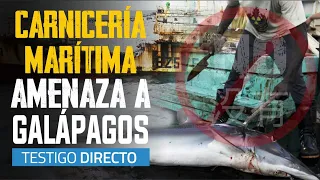 Los buques chinos de la muerte en Galápagos - Testigo Directo