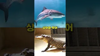 상어 vs 악어, 당신의 선택은?