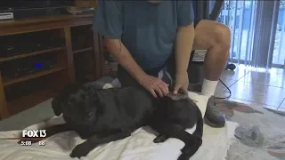 Dog attacked by alligator at Tampa park