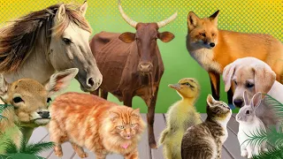 Happy farm animal moment - Deer, Squirrel, cow, cat, dog, Rabbit, Fox - Animals sound