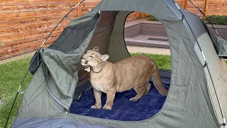 Puma Messi is a camper! First time sleeping in a tent!