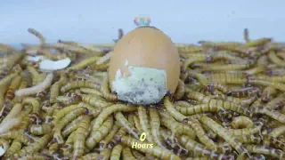 10 000 Mealworms Vs. Chicken Egg Grill