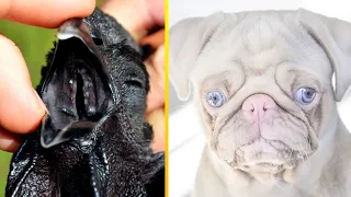 Animais DIFERENTES que você nunca viu antes