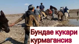 Мана катта эшаг улок #Эшаг_улок