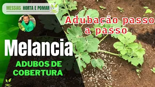 Como fazer a primeira adubação de cobertura da melancia