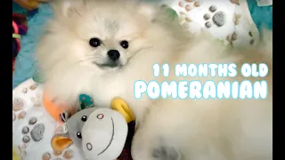 11 Months Old Pomeranian | Pomeranian Reacts on a Hippo