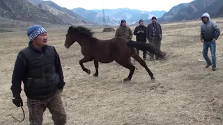 Эмдик уредиш - объездка необученной лошади.