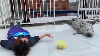 Seal slapping her belly with her keeper