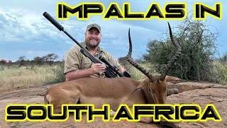 Big Impalas in South Africa!