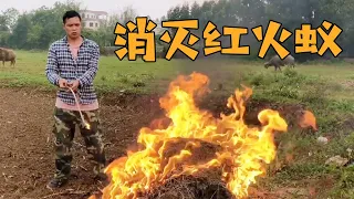 The hateful insect killer "Red Fire Ant", Xiao He pours gasoline into the ant nest