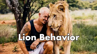 Lion Behavior- Dean Schneider