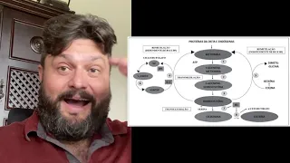 Homocisteína e Anemia Megaloblástica