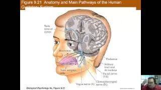 Chapter 9 Part B: Hearing, Vestibular Perception, Taste, and Smell