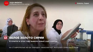 В сирийском Алеппо в этом году вывели новый сорт хлопка