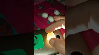 CANDLING COCKATIEL EGGS! (Update for Sunnys Egg's)