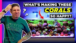 Space Coast Reef tank is Packed to the Gills | 230