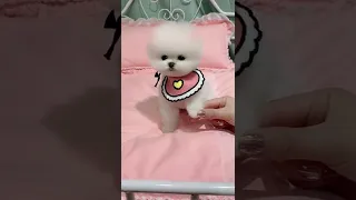 Funny and Cute Pomeranian Videos 162