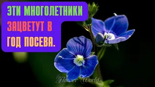 Эти многолетники зацветут в год посева.🌸😀