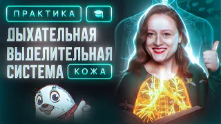 Дыхательная, выделительная и половая системы. Кожа | ЕГЭ-2024 по биологии