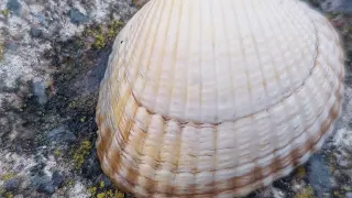 Many Seasheels at the beach.