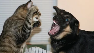 Funny cats annoying dogs - Cute animal compilation 2016