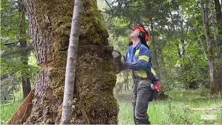 Heavy leaning maple tree gets a bore cut