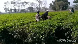 Tea Harvester Machine