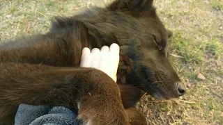 A Very Happy Wolfdog