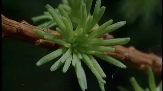 Photosynthesis at work, Growing, The Private Life of Plants   BBC Two