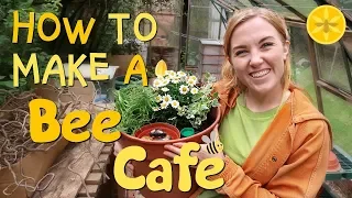 How to make a Bee Cafe! | Maddie Moate