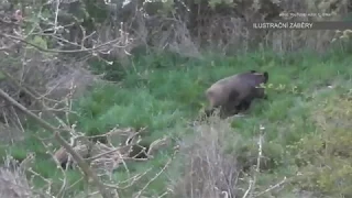 Vybraní myslivci již mohou střílet divoká prasata přímo v zamořené zóně
