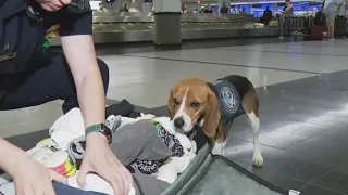 'Beagle Brigade' sniffs out trouble at Chicago airport